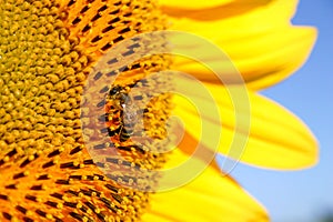 A sunflower with bee up very close bright blue sky sharp and clear