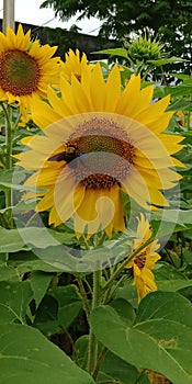 Sunflower and Bee