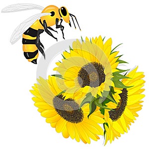 Sunflower with bee on white background.  Agriculture farming plant. Vector image