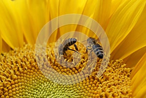 Sunflower with bees