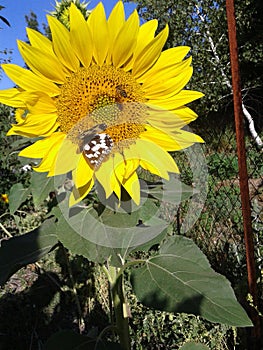 Sunflower and bees. and baterfly. Sunny morning. Summer. June 2018.