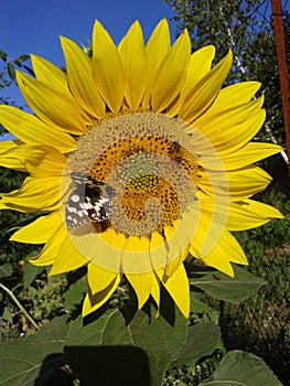 Sunflower and bees. And baterfly. Sunny morning. Summer. June 2018.