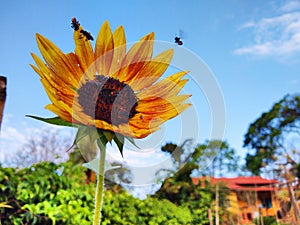 Sunflower with bees and blue sky.