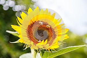 Sunflower with bees on it