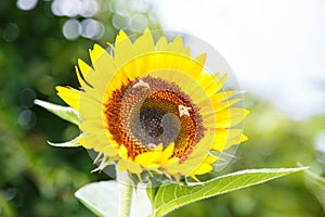 Sunflower with bees on it