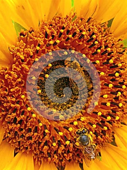 Sunflower bees nature photography pollination