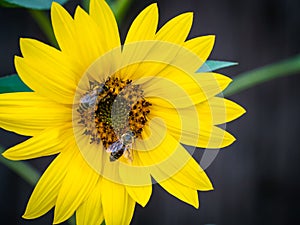 Sunflower with bees. Pollination of flowers.