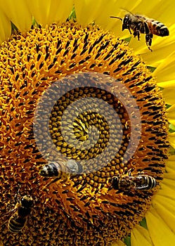Sunflower Bees summer nature art Scenic