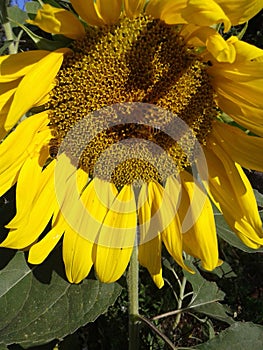 Sunflower and bees. Sunny morning. Summer. June 2018.