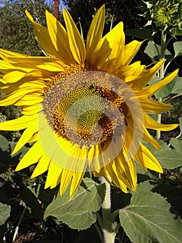 Sunflower and bees. Sunny morning. Summer. June 2018.