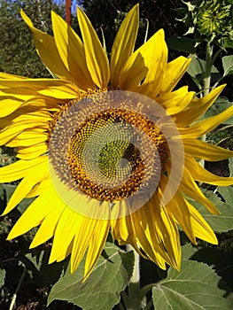 Sunflower and bees. Sunny morning. Summer. June 2018.