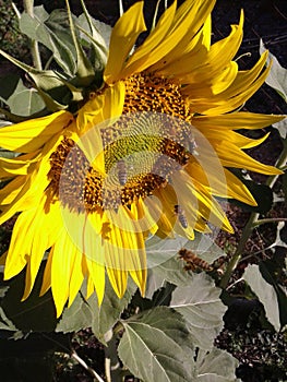 Sunflower and bees. Sunny morning. Summer. June 2018.