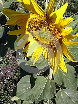 Sunflower and bees. Sunny morning. Summer. June 2018.