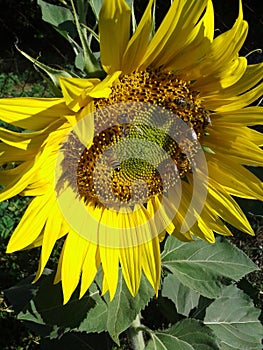 Sunflower and bees. Sunny morning. Summer. June 2018.