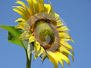 Sunflower and bees