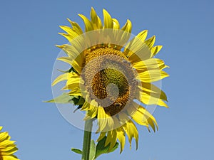 Sunflower and bees