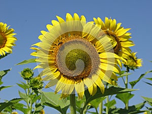 Sunflower and bees