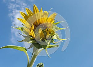 A sunflower in bloom against a small white cloud a beautiful clear blue sky