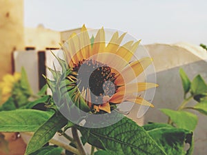 Sunflower in besides of sun