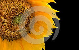 Sunflower on Black