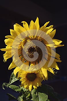 Sunflower on black background