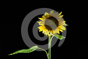 A Sunflower on black background in the night