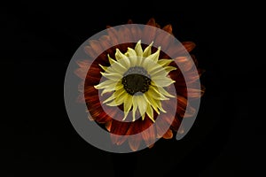 Sunflower on black background photo