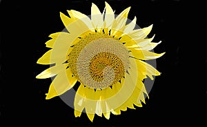 Sunflower Black Background