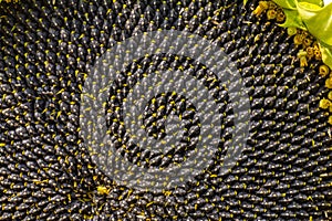 Sunflower with Black Seeds Close-Up