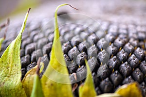 Sunflower with Black Seeds Close-Up. Selective focus