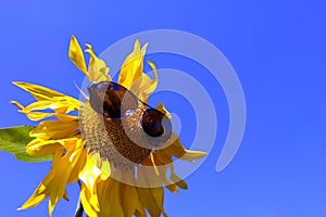 Sunflower with black sunglasses and blue sky background