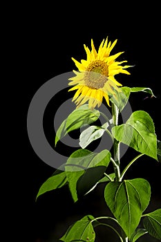 Sunflower on black three quarter photo