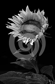 Sunflower, Black and white, monochrome, vertical