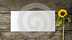 Sunflower and blank white card or sheet of paper with copyspace