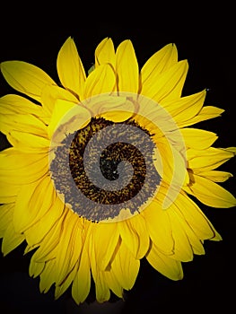 Sunflower Bliss of Life