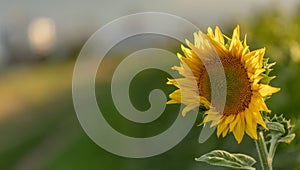 Sunflower Bliss: Serene Beauty Amidst the Golden Fields