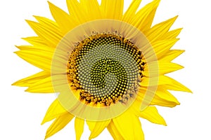 Sunflower in bloom