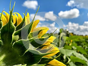 Sunflower in bloom