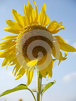 Girasol 