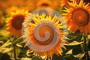 Sunflower in bloom, cultivated Helianthus annuus crop field in summer