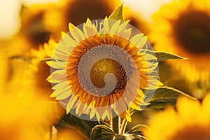 Sunflower in bloom, cultivated Helianthus annuus crop plantation in summer