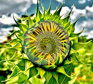 Sunflower Bloom Details Helianthus Annuus