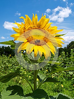 Sunflower Bloom Helianthus Annuus
