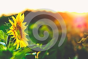 Girasole cercando il sole la luce mattina 