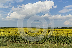 Sunflower bloomed field