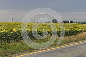 Sunflower bloomed field