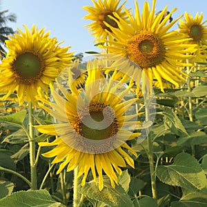 Sunflower blooming