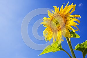 Sunflower of blooming on a background blue sky