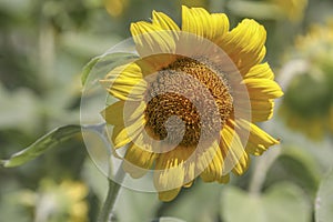 Sunflower blooming in the field