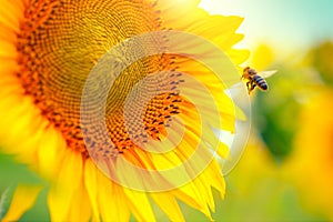 Sunflower blooming on the field